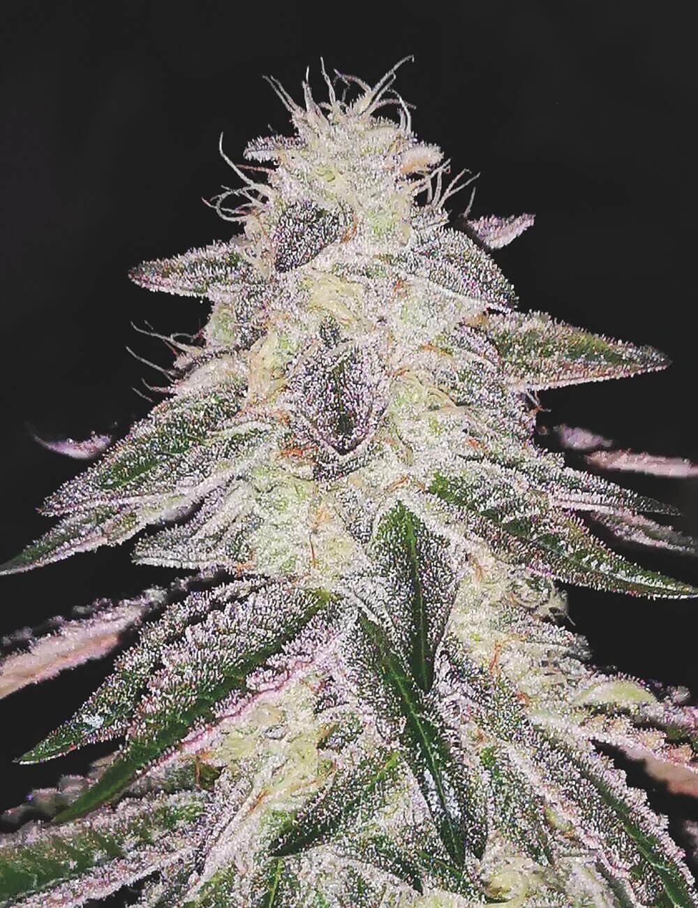Medical Runntz Feminized by Medical Seeds