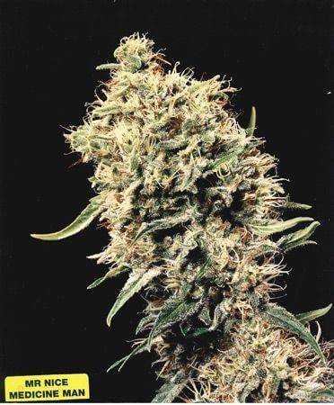 Medicine Man Regular by Mr Nice