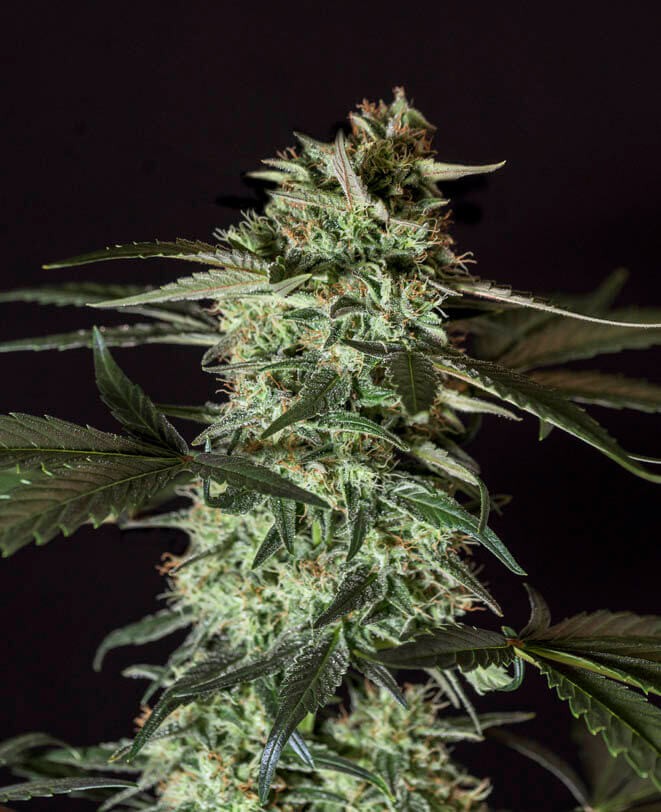 Medizinal CBD Feminized by Genehtik