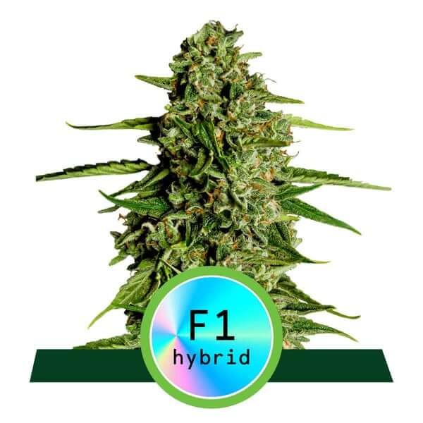 Medusa F1 Auto Autoflower by Royal Queen Seeds