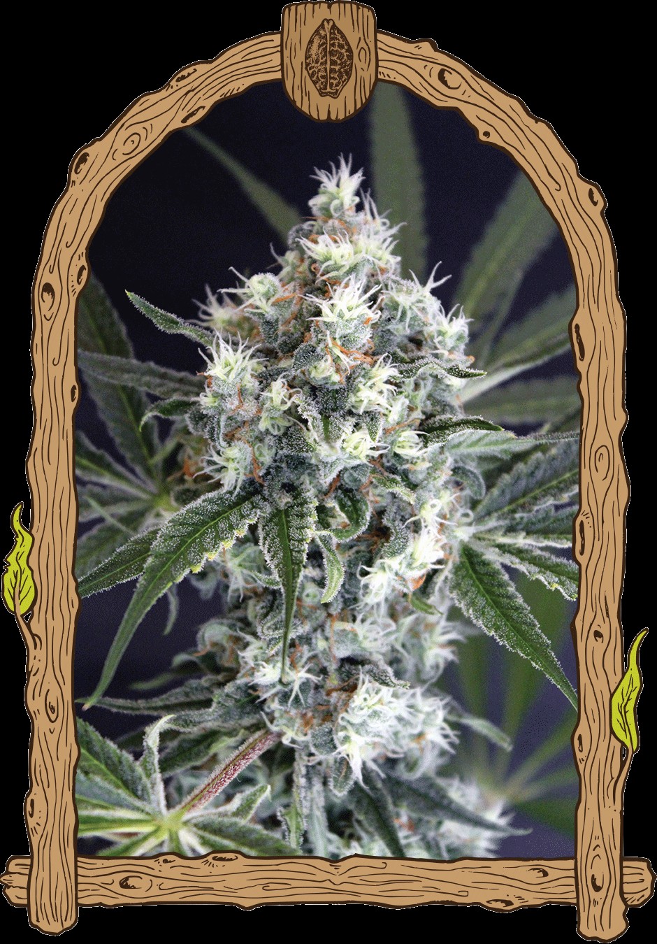 Medxotic Pure CBD Feminized by Exotic Seed