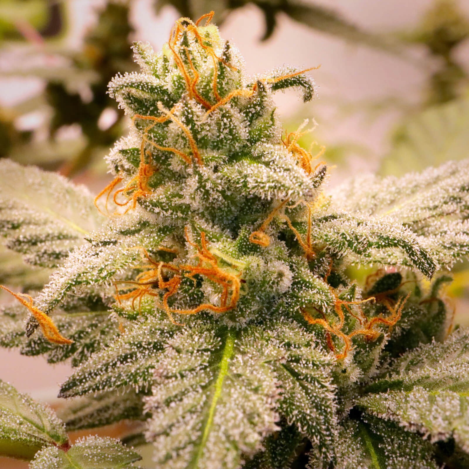 Megasonic Feminized by Elev8 Seeds