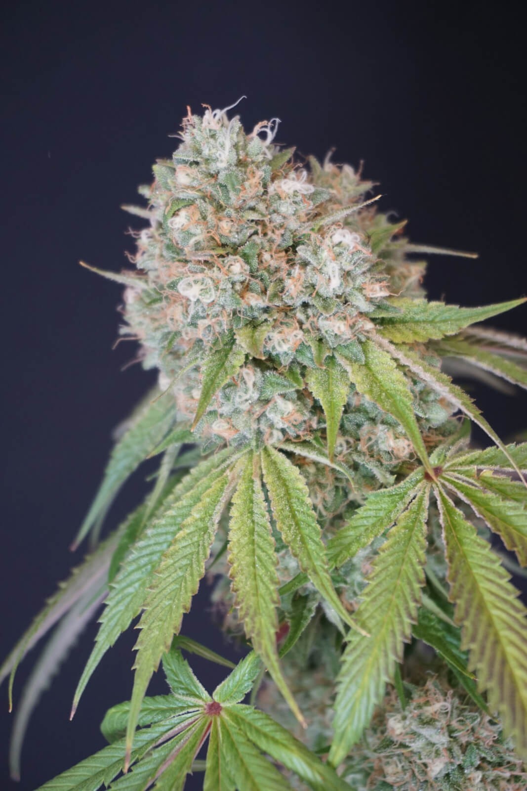 Melo Rado Feminized by Karma Genetics