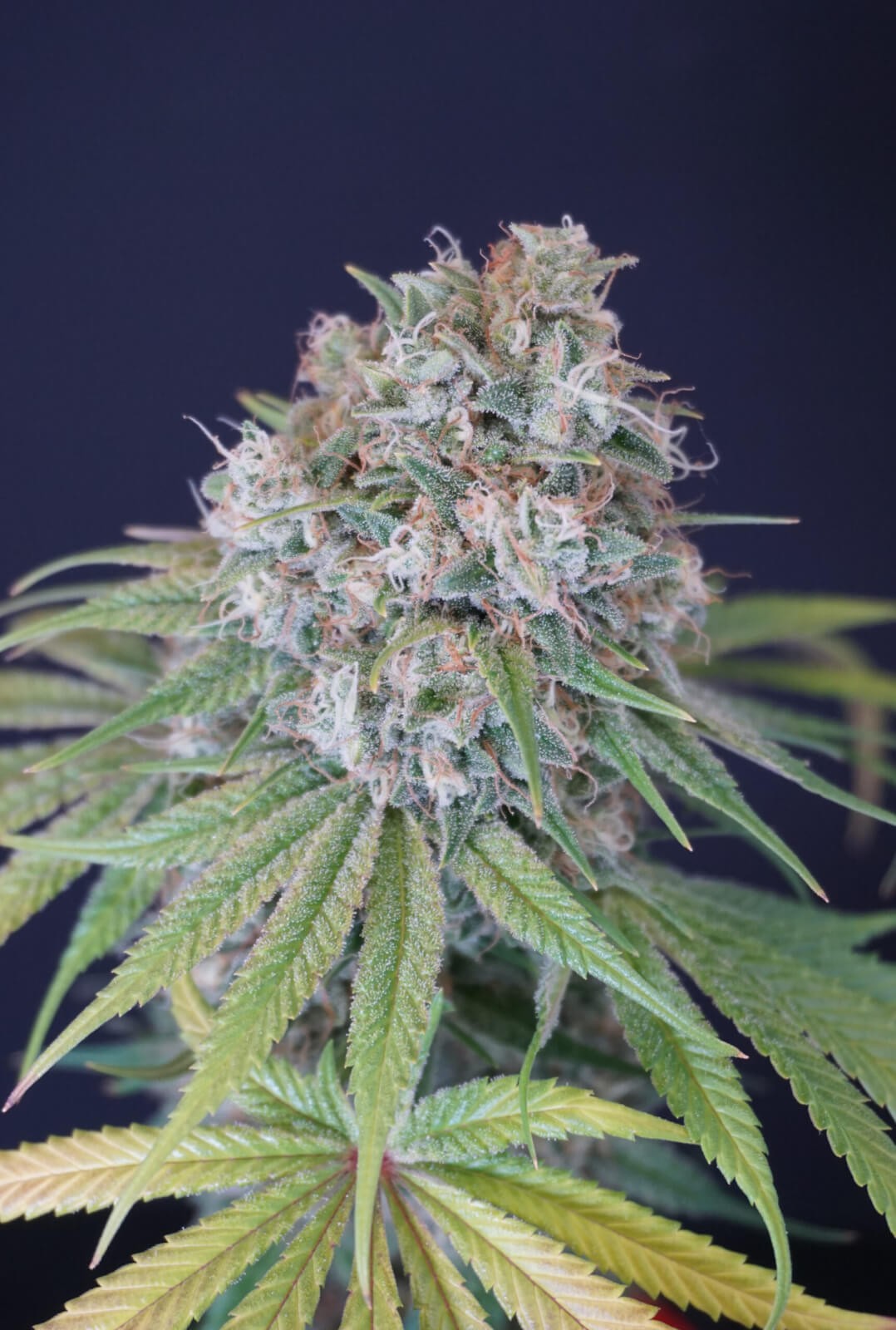 Melon Cheddar Feminized by Karma Genetics