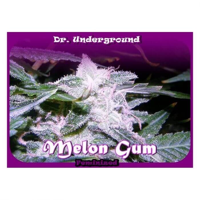 Melon Gum Feminized by Dr. Underground Seeds