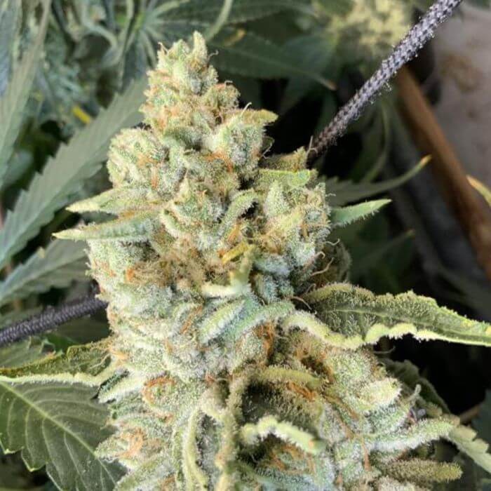 Melon Tini Regular by Karma Genetics