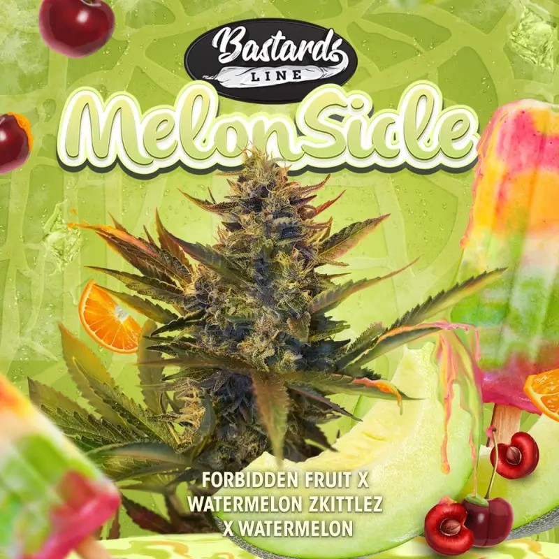MelonSicle Feminized by T.H. Seeds