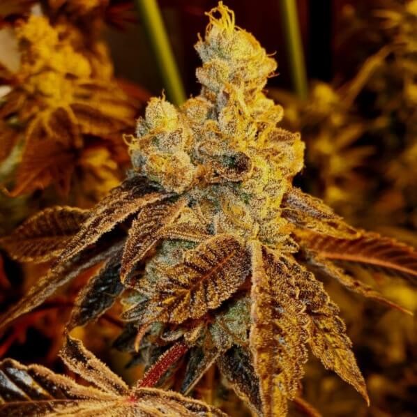 Melonade Feminized by Paisa Seeds