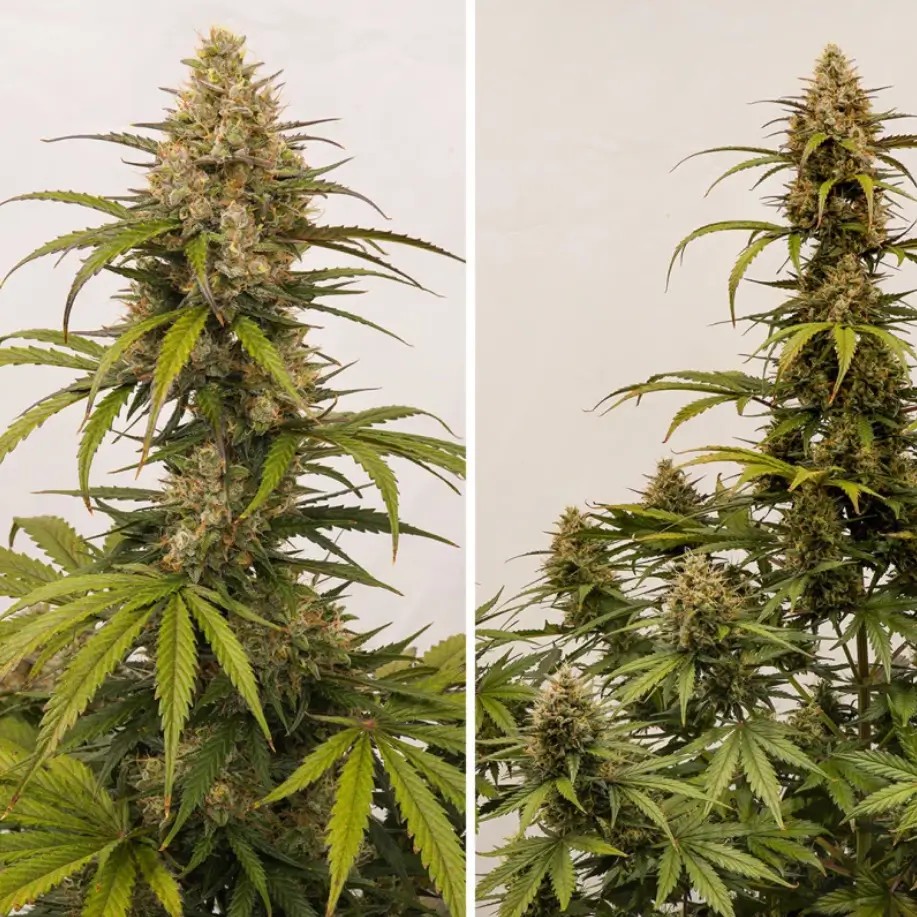 Melonade Runtz Auto Autoflower by Dutch Passion