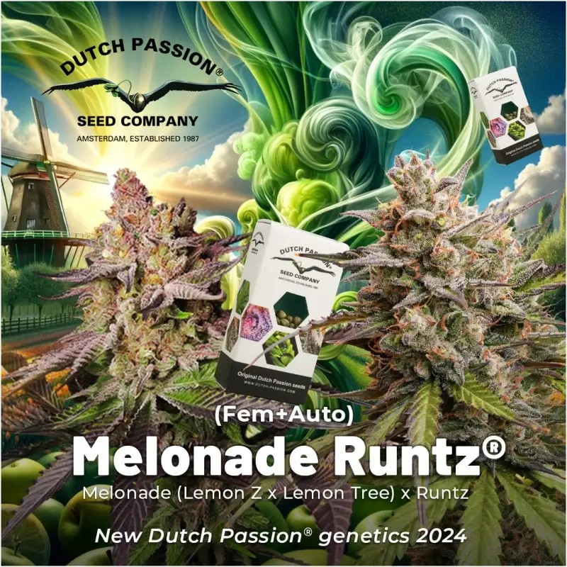 Melonade Runtz Feminized by Dutch Passion