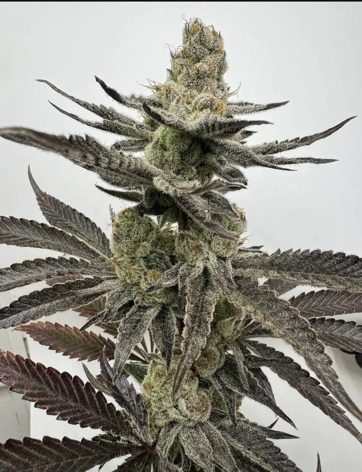 Melt Mode Feminized by Umami Seeds Co