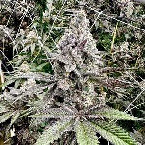 Melt Monster Feminized by Exotic Genetix