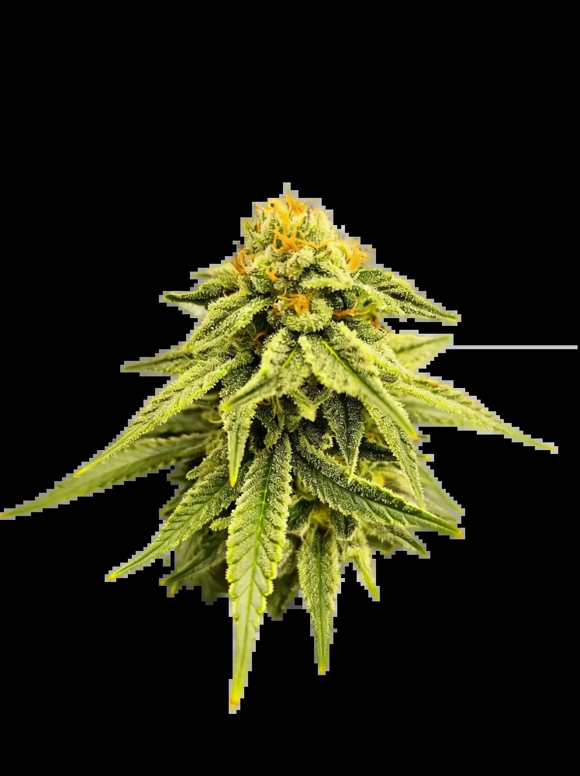 Melted Headz Feminized by The Grateful Seeds