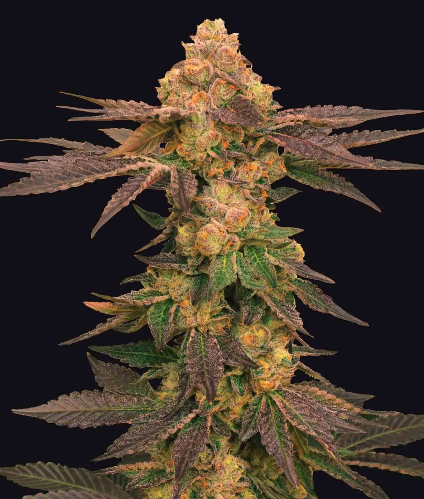 Melted Rainbow, One Shot Edition Feminized by The Grateful Seeds