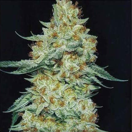 Member Berry Rbx Feminized by Ethos Genetics