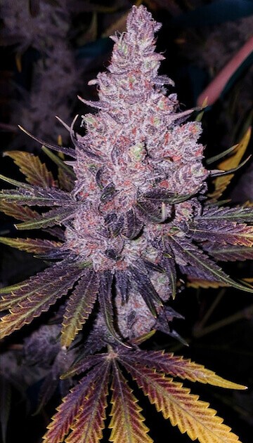 Member OG F1 Regular by Ethos Genetics