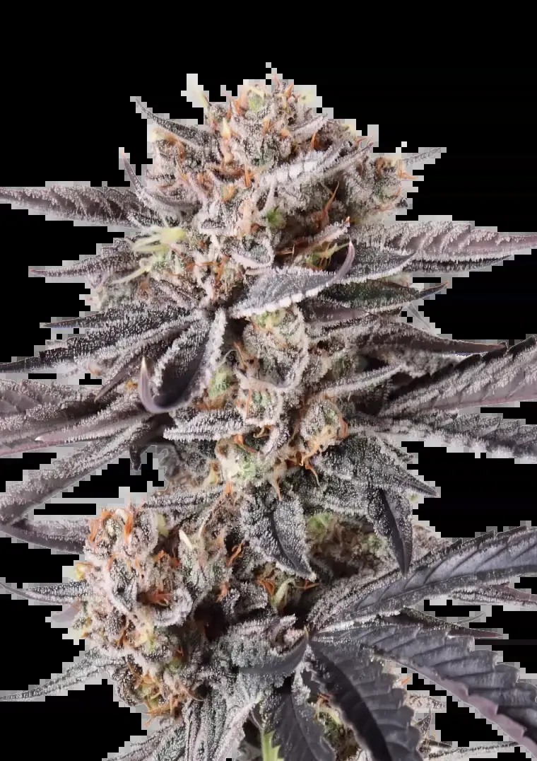 Mendo Cherry Cookies Auto Autoflower by Fast Buds