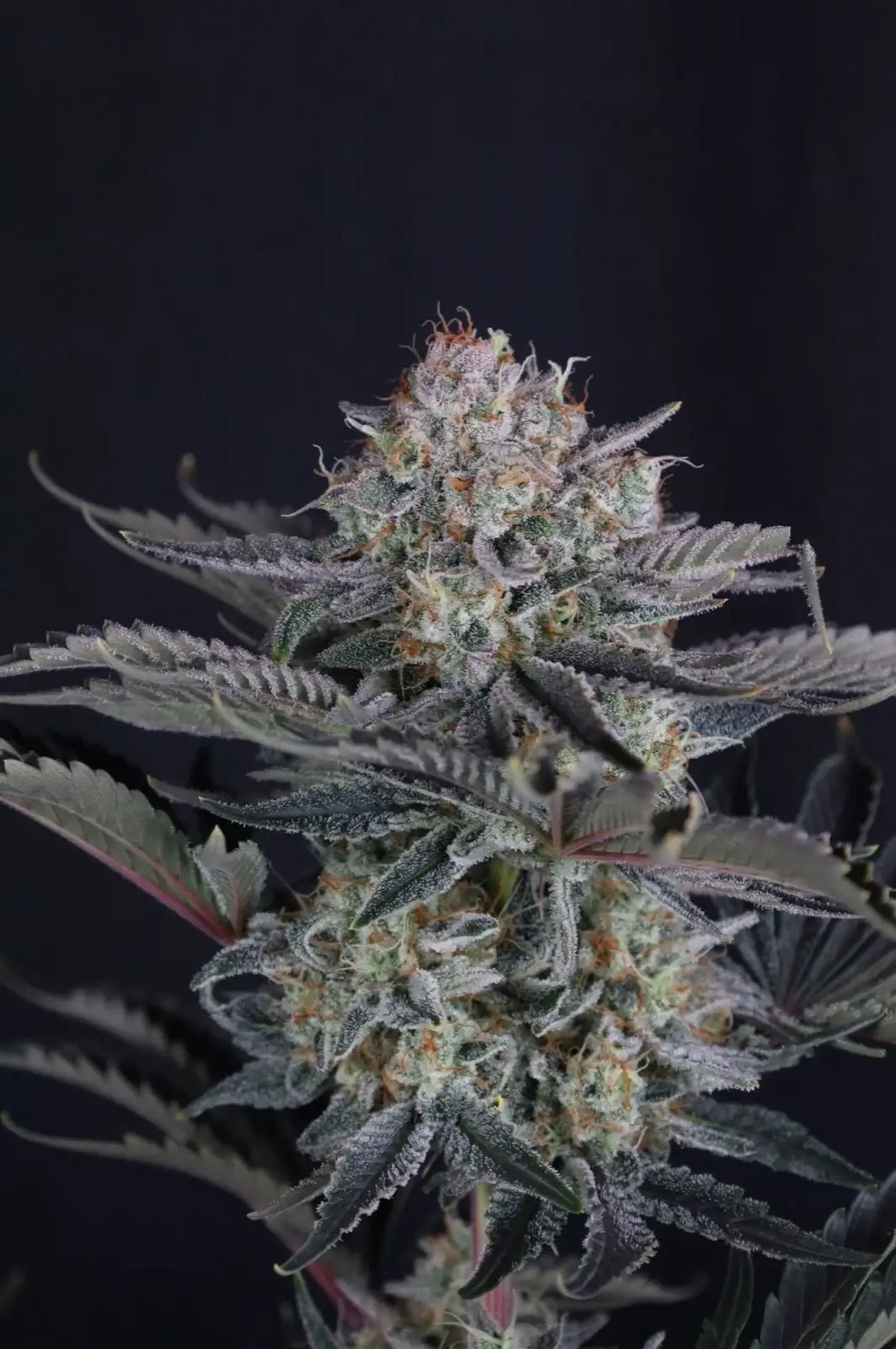 Mendo Frost Auto Autoflower by Fast Buds