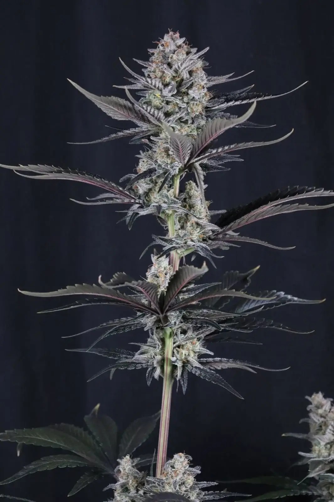 Mendo Guava Auto Autoflower by Fast Buds