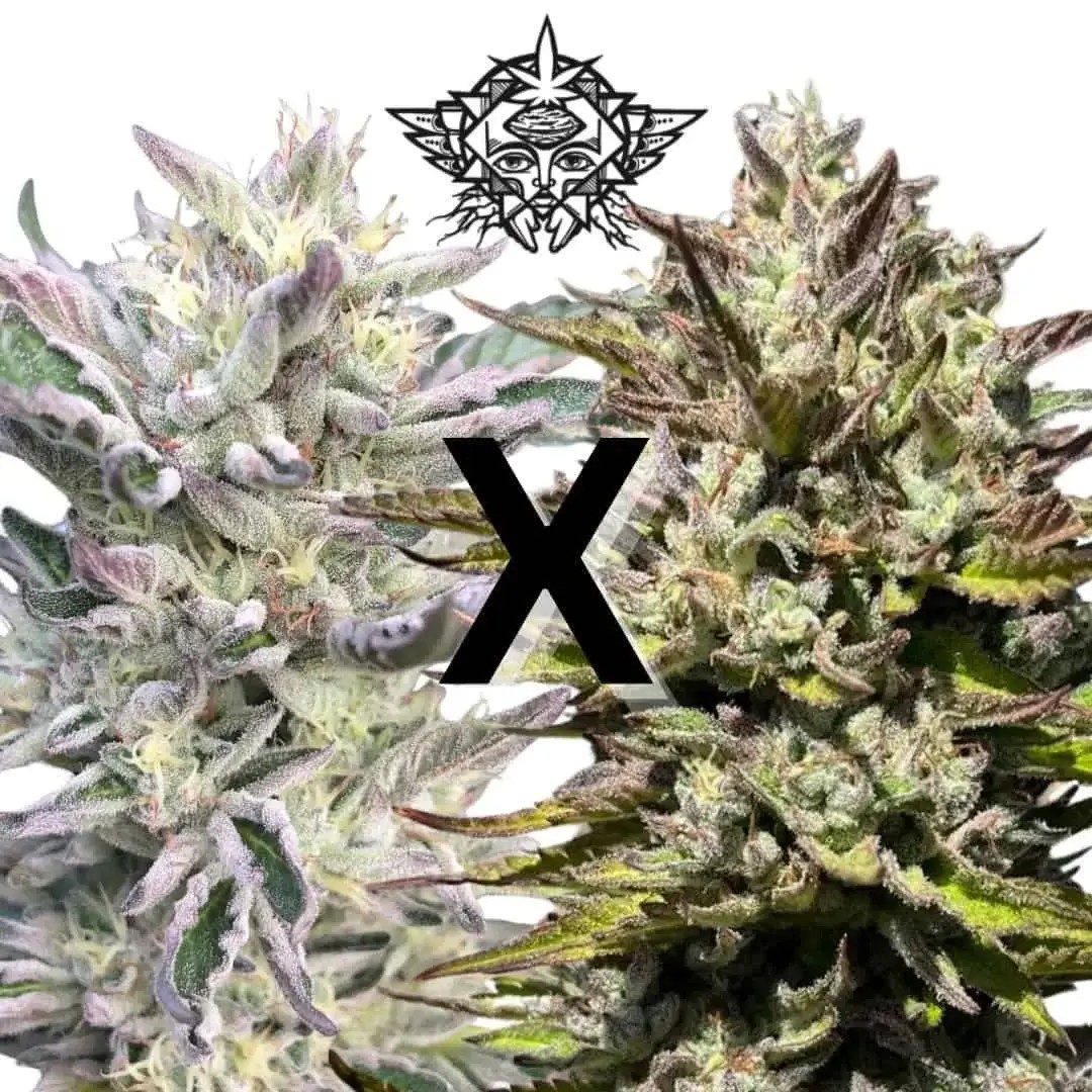 Mendo Mojito Feminized by Higher Heights Mendo