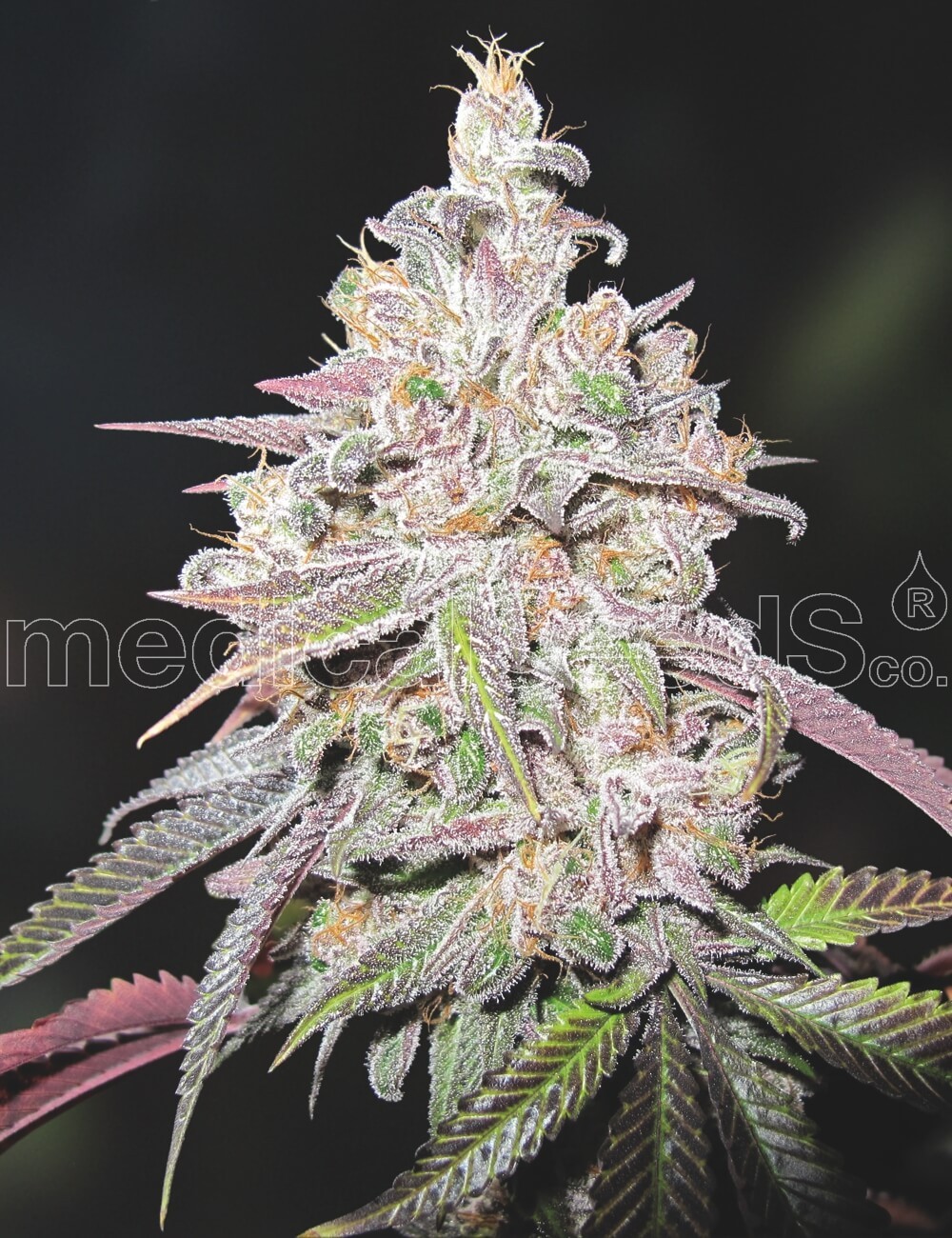 Mendocino Chanel Kush Feminized by Medical Seeds