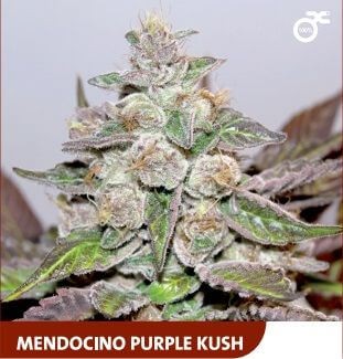 Mendocino Purple Kush Feminized by Medical Seeds
