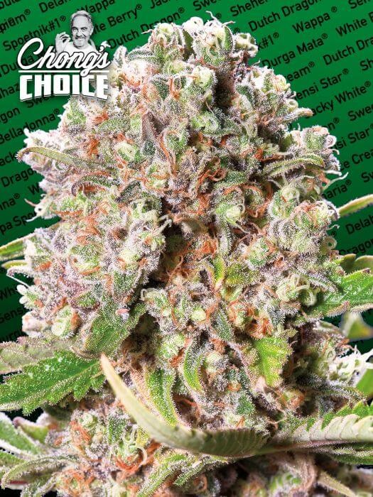 Mendocino Skunk Chong's Choice Feminized by Paradise Seeds