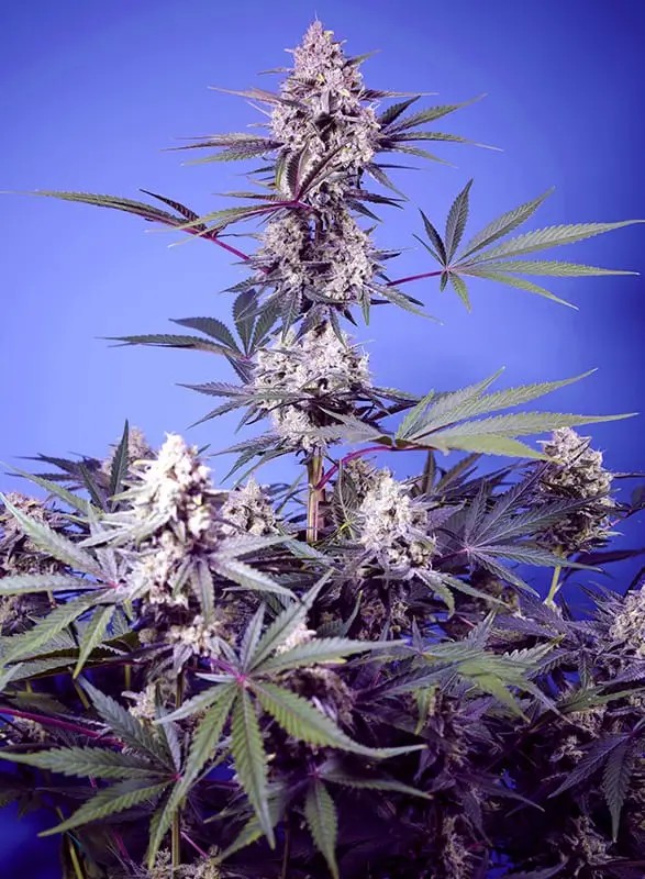 Mental Rainbow F1 Fast Version Feminized by Sweet Seeds