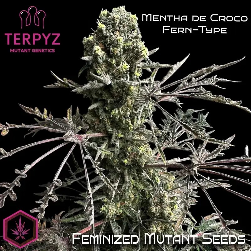 Mentha de Croco Fem Feminized by TerpyZ Mutant Genetics