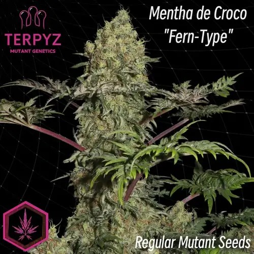 Mentha de Croco Regular by TerpyZ Mutant Genetics