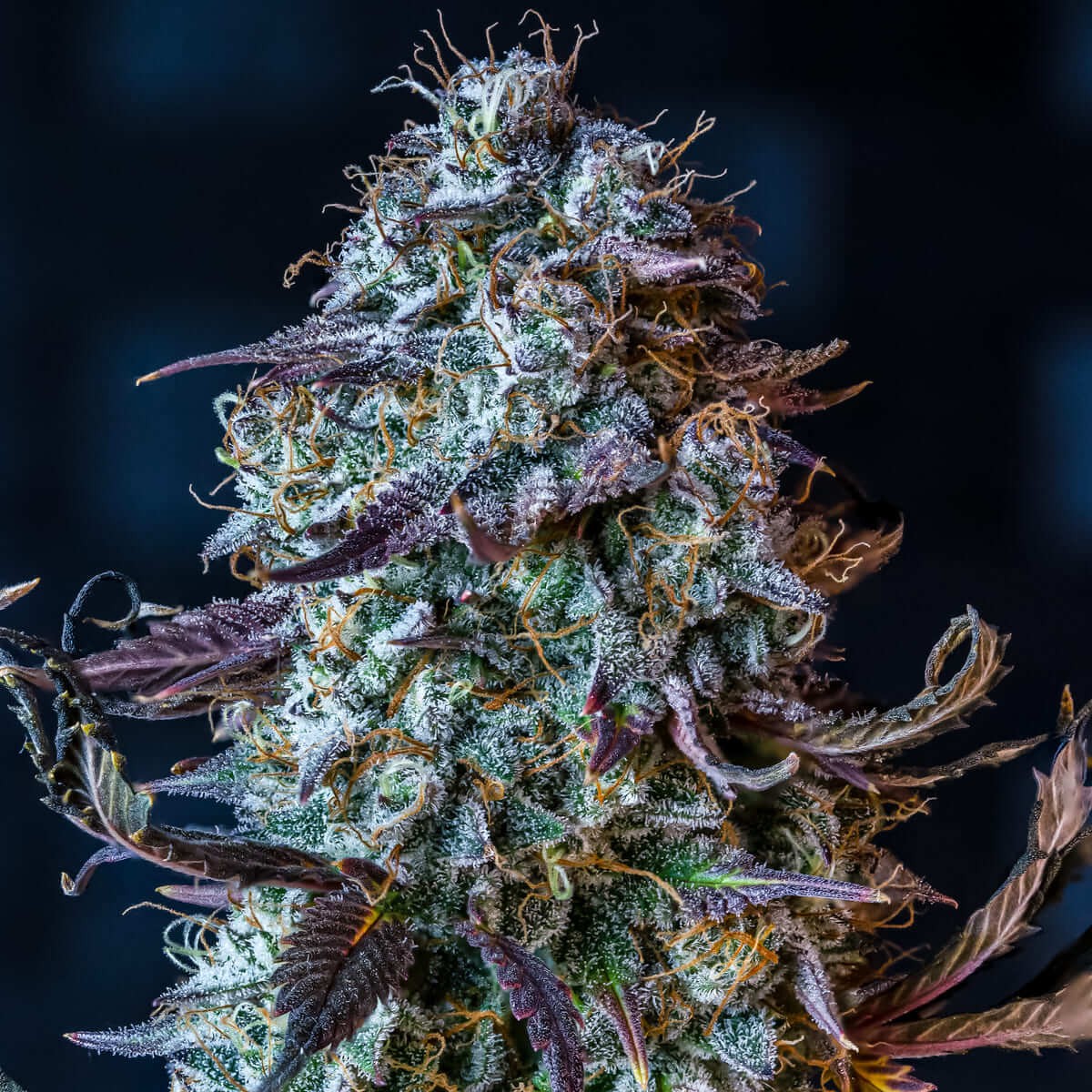 Mephisto's Wedding Auto Autoflower by Mephisto Genetics