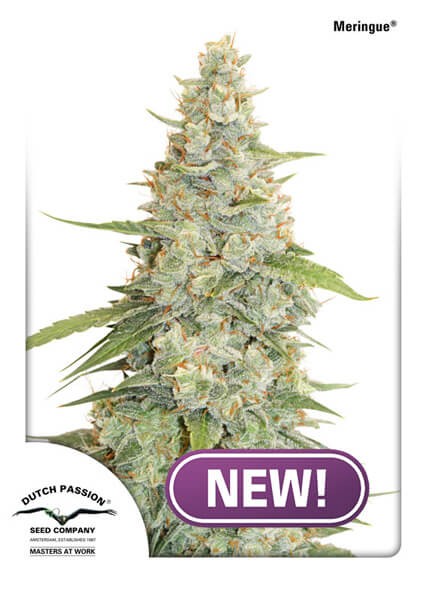 Meringue Feminized by Dutch Passion