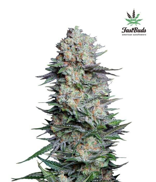 Mexican Airlines Autoflower by Fast Buds