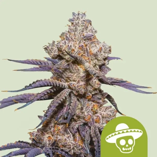 Mexican Rush Auto Autoflower by Royal Queen Seeds
