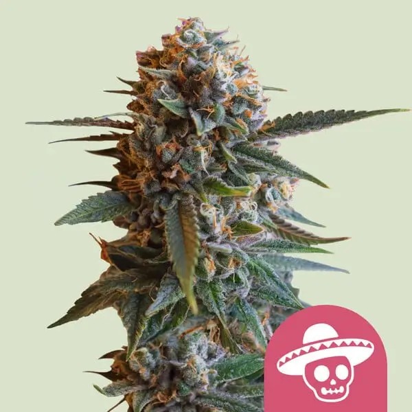 Mexican Rush Feminized by Royal Queen Seeds
