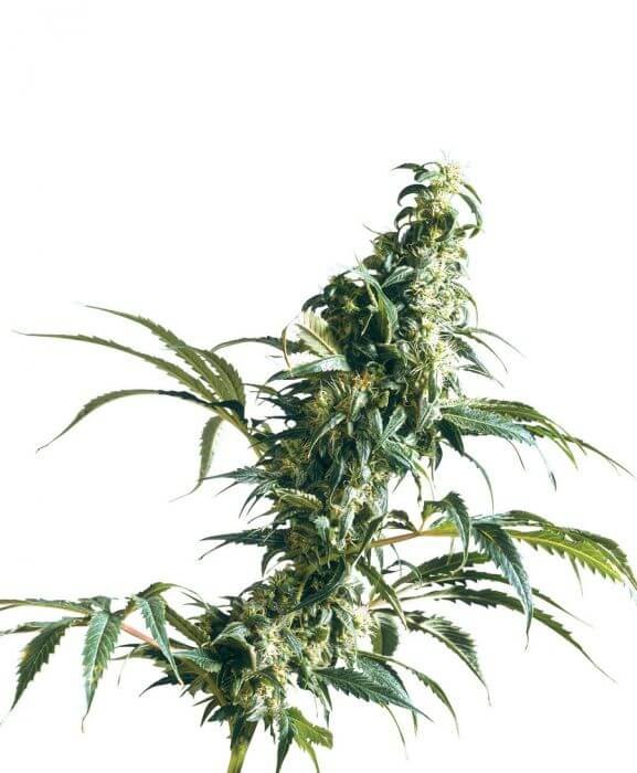 Mexican Sativa Feminized by Sensi Seeds