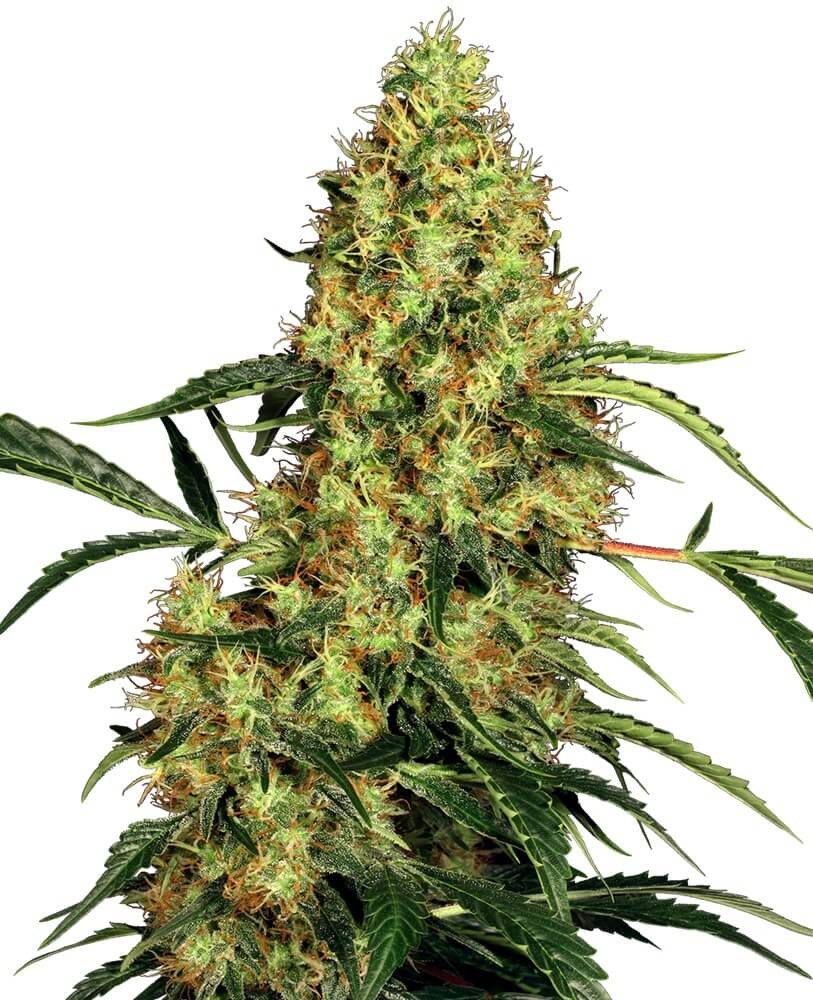 Mexican Sativa Regular by Sensi Seeds
