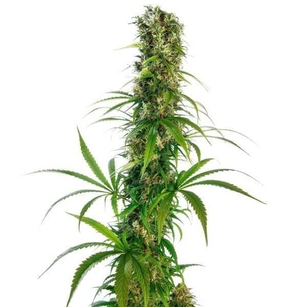 Michka Feminized by Sensi Seeds