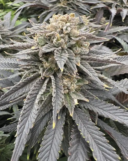 Midnight Zlap Feminized by The Grateful Seeds