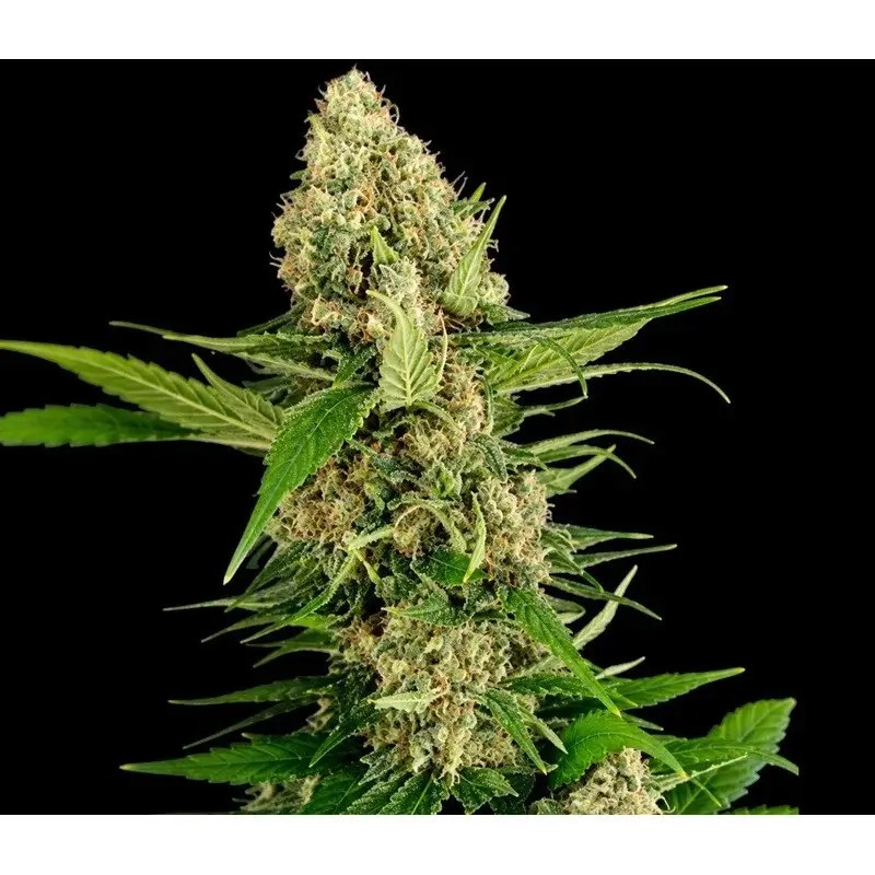 Midwest CBD Triploid Feminized by Triploid Genetics