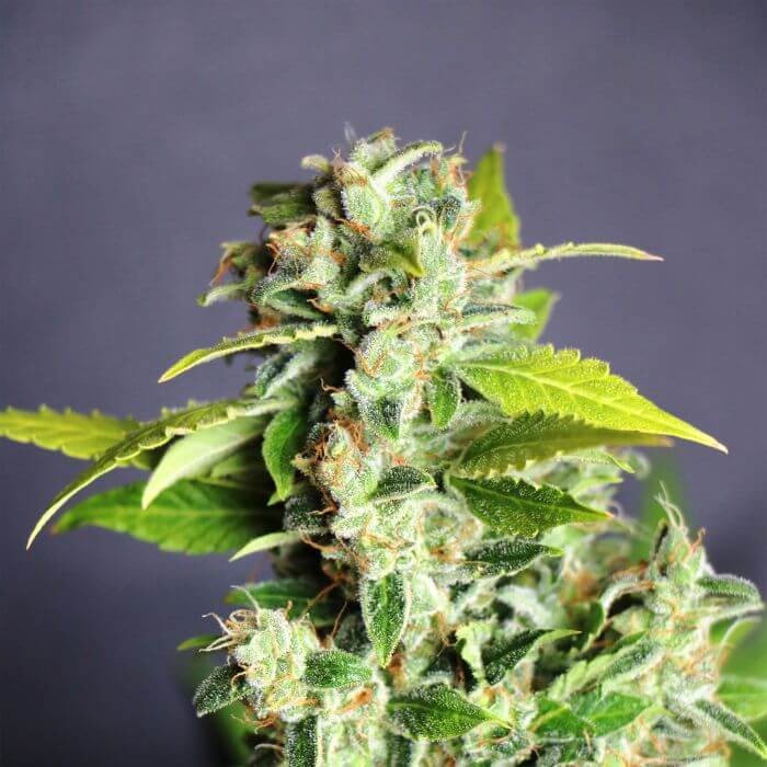 Mikromachine Auto Autoflower by Kannabia