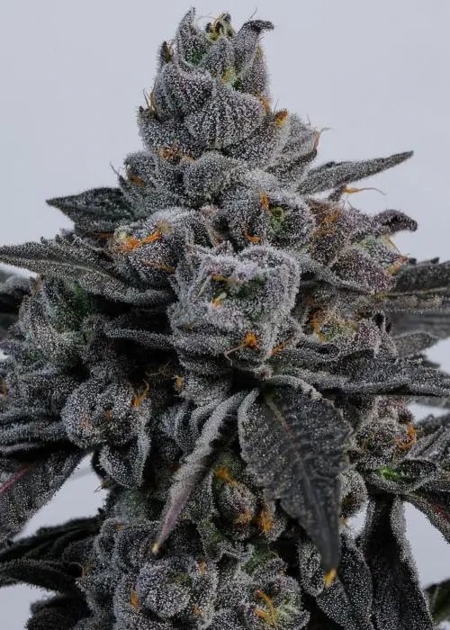 Milk Bath Feminized by LIT Farms