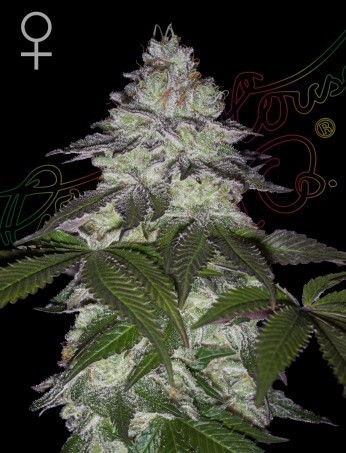 Milky Dream Feminized by Green House seeds