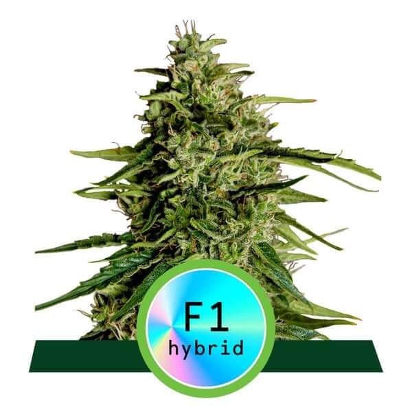Milky Way F1 Auto Autoflower by Royal Queen Seeds
