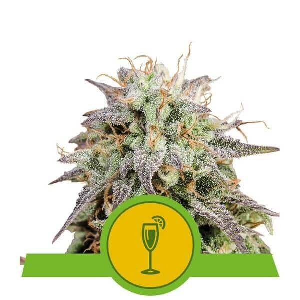 Mimosa Auto Autoflower by Royal Queen Seeds