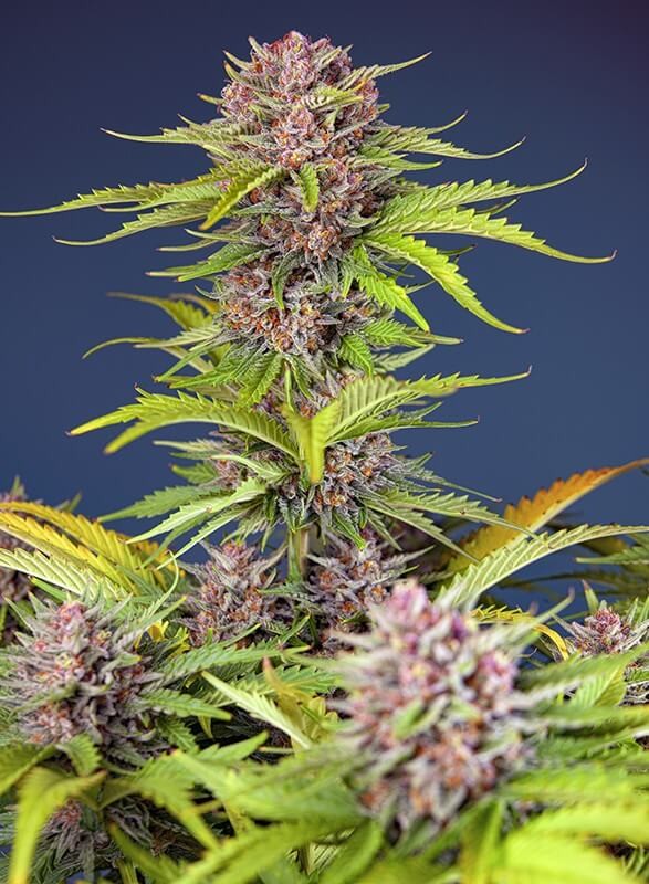 Mimosa Bruce Banner XL Auto Autoflower by Sweet Seeds