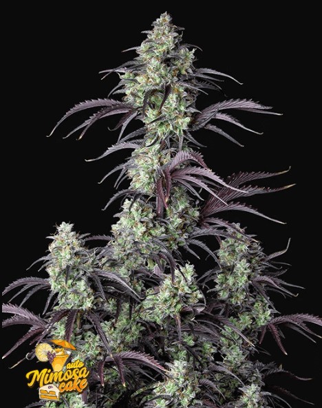 Mimosa Cake Auto Autoflower by Fast Buds