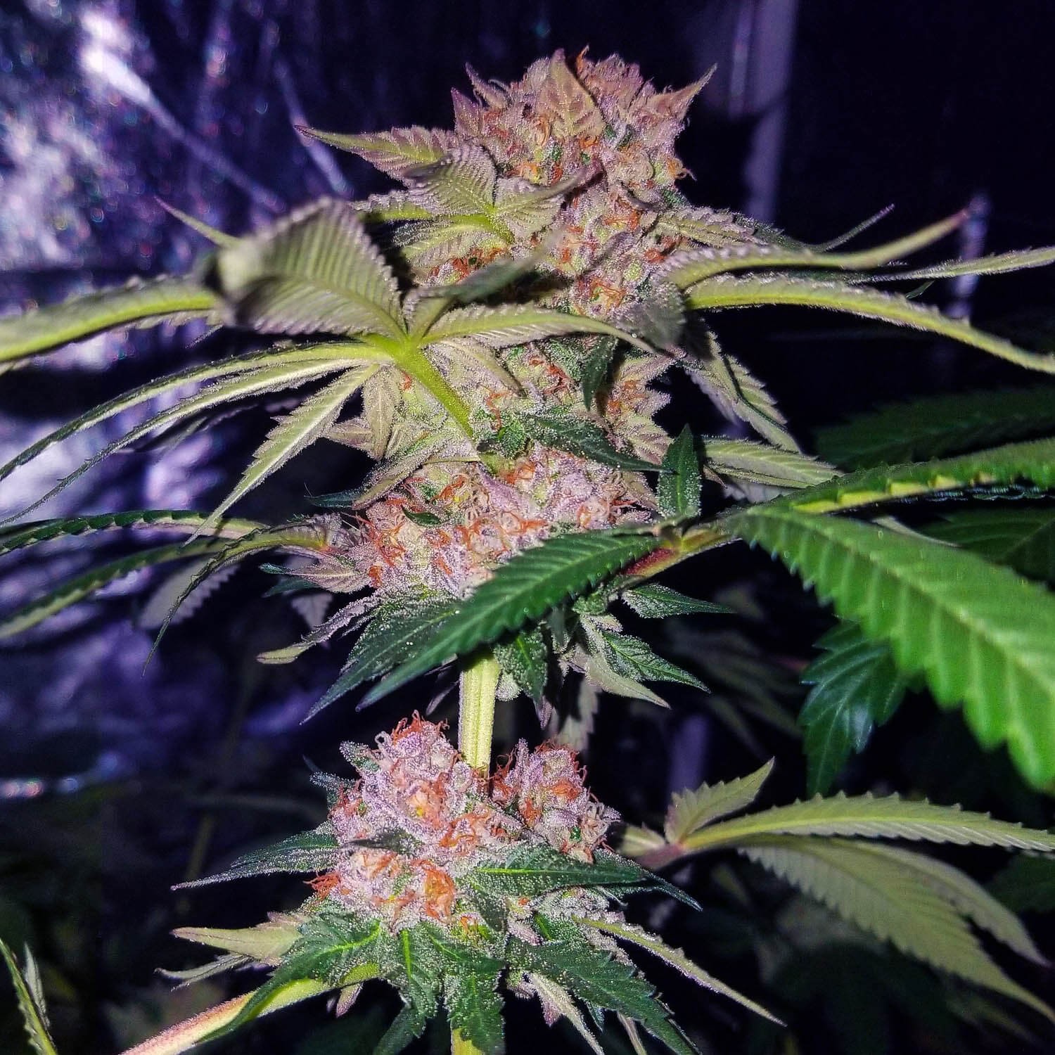 Mimosa Champagne Feminized by Female Seeds