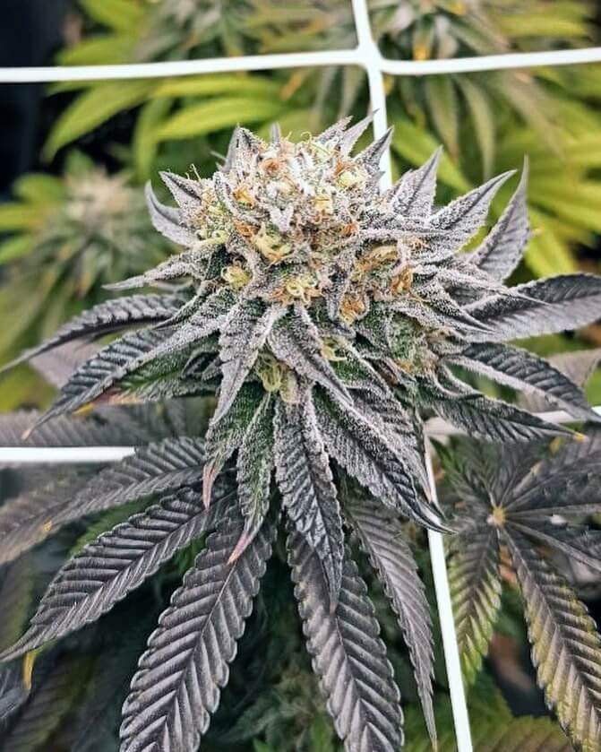 Mimosa Cookies Feminized by Mamiko Seeds