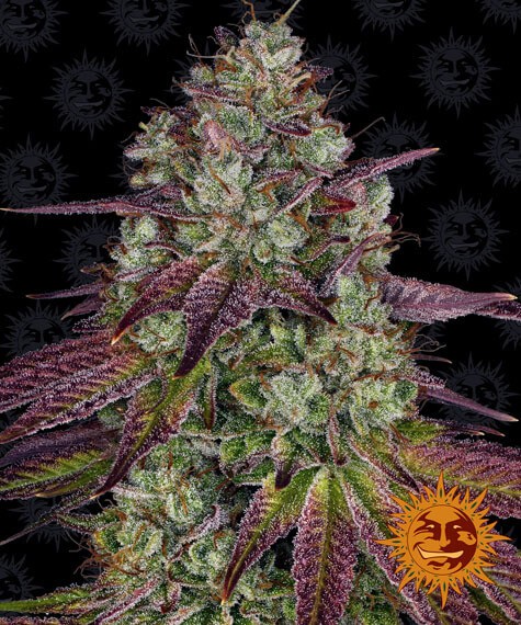 Mimosa Evo Feminized by Barneys Farm